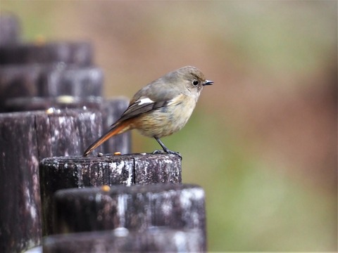 220220ジョウビタキ♀①