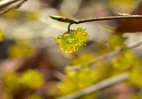 260319ｱﾌﾞﾗﾁｬﾝ①