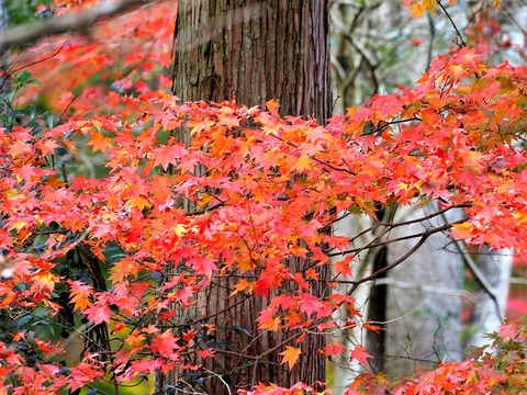 1125ｵｵﾓﾐｼﾞ①