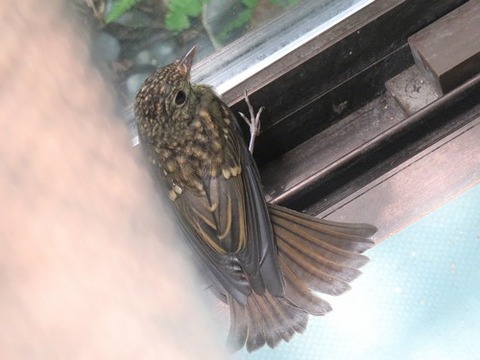 0615キビタキ幼鳥③
