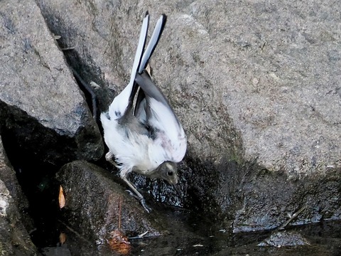 10ｾｸﾞﾛｾｷﾚｲ幼鳥