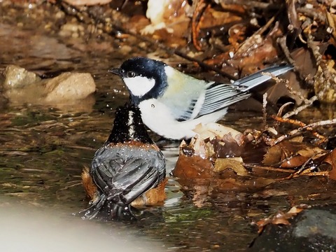 230212野鳥水浴び④