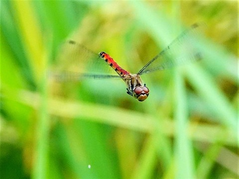 0920ナツアカネ♀③