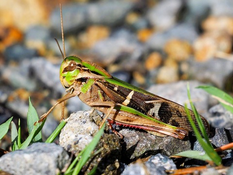 0823ｸﾙﾏﾊﾞｯﾀﾓﾄﾞｷ①