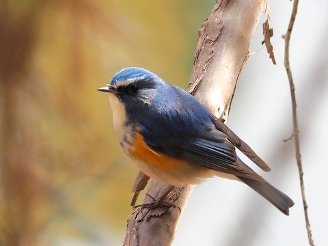 240216ﾙﾘﾋﾞﾀｷ⑧