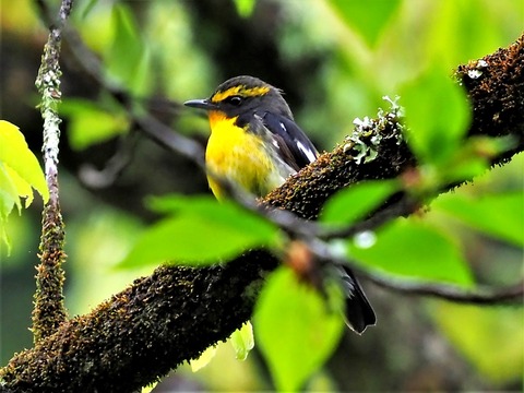 0426ｷﾋﾞﾀｷ③