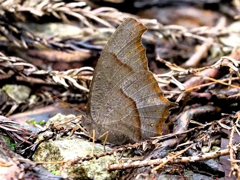 0901ｸﾛｺﾉﾏﾁｮｳ