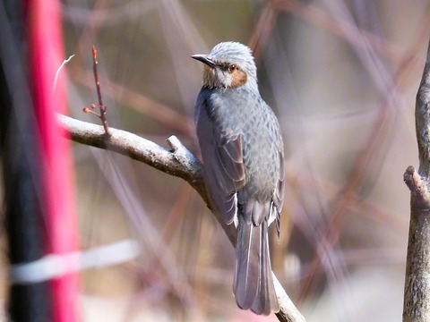 240209ﾋﾖﾄﾞﾘ②