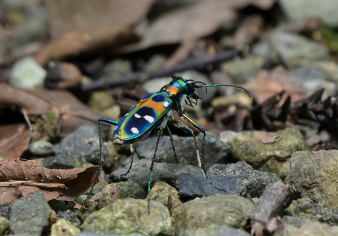 0813ﾊﾝﾐｮｳ⑤