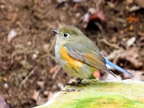 240216ﾙﾘﾋﾞﾀｷ♀⑦