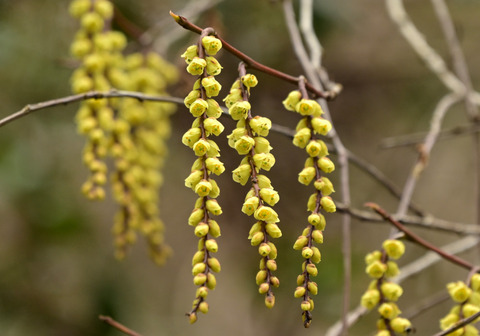 260325ｷﾌﾞｼ①