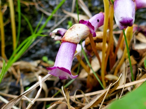 0901ﾅﾝﾊﾞﾝｷﾞｾﾙ①