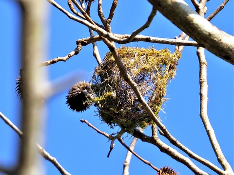 1123ﾒｼﾞﾛの巣かな？