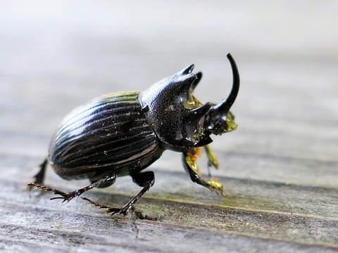 0728ゴホンダイコクコガネ②