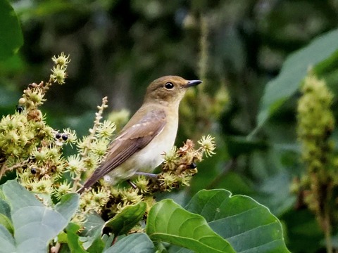 0823ｷﾋﾞﾀｷ⑥