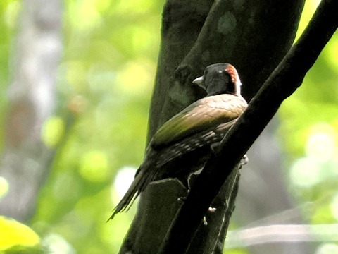 12ｱｵｹﾞﾗ幼鳥