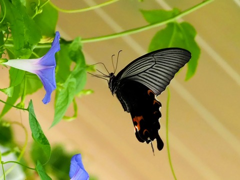 0912ｸﾛｱｹﾞﾊ②