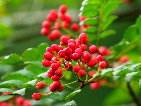 0915ｻﾝｼｮｳ②