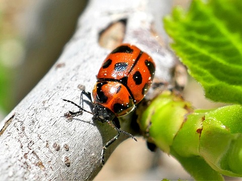 0428ｸﾛﾎﾞｼﾂﾂﾊﾑｼ①