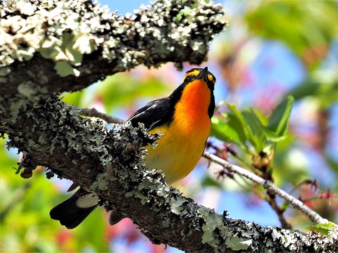 0417ｷﾋﾞﾀｷ⑤