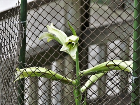 0802ウバユリ①