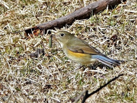 200209ルリビタキ♀⑥