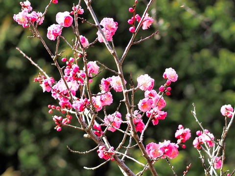 230311紅梅①