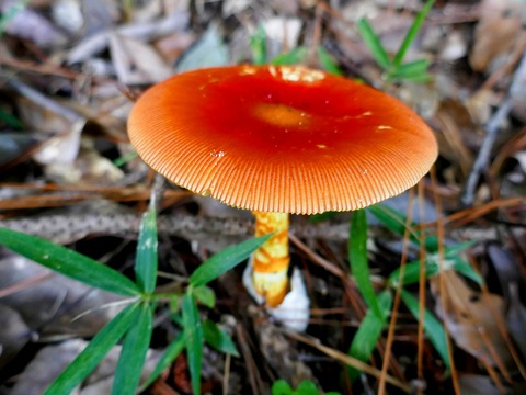 0901ﾀﾏｺﾞﾀｹ②