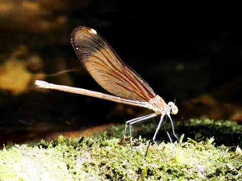 0705ﾐﾔﾏｶﾜﾄﾝﾎﾞ①