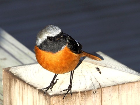 1226ｼﾞｮｳﾋﾞﾀｷ♂⑦