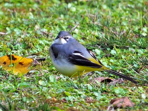 1125ｷｾｷﾚｲ②