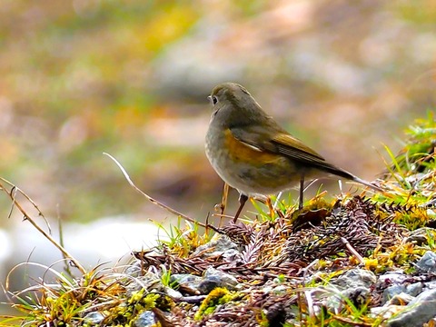 230127ルリビタキ♀④