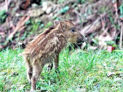 0724ウリ坊③