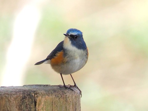 240127ﾙﾘﾋﾞﾀｷ♂②