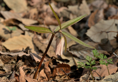 260301ﾎｿﾊﾞﾅｺﾊﾞｲﾓ