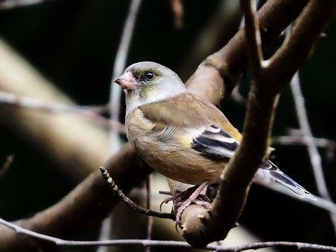 1226ｶﾜﾗﾋﾜ③