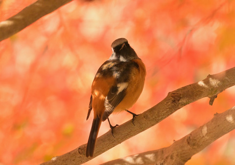 1120ｼﾞｮｳﾋﾞﾀｷ①