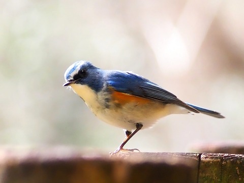 240216ﾙﾘﾋﾞﾀｷ⑥