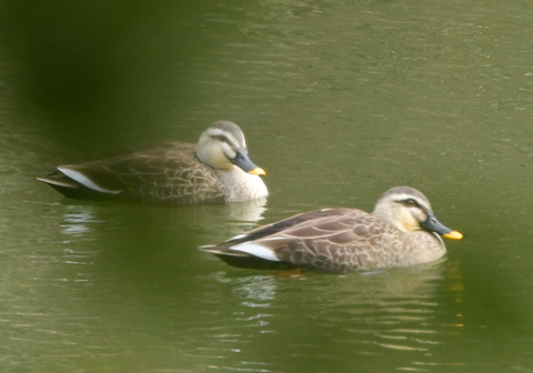 260205ｶﾙｶﾞﾓ