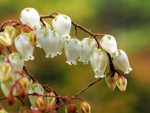 240214ｱｾﾋﾞ②