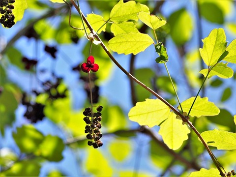 0417ﾐﾂﾊﾞｱｹﾋﾞ①