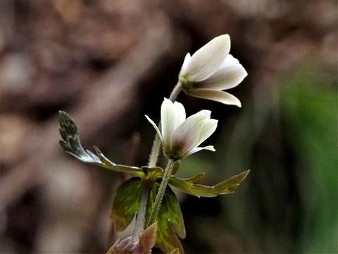 200220ﾕｷﾜﾘｲﾁｹﾞ②