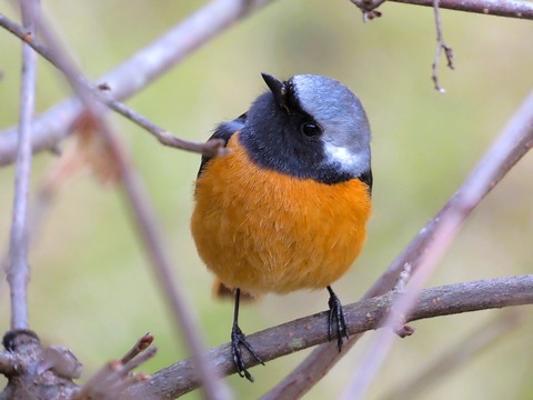 230214ジョウビタキ♂④