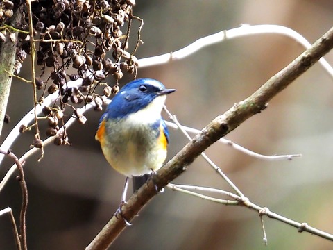 1226ﾙﾘﾋﾞﾀｷ♂④