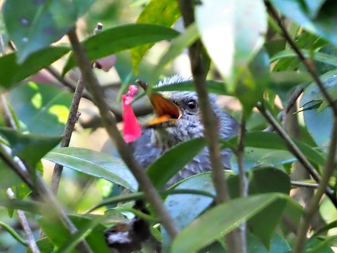 0416ﾋﾖﾄﾞﾘ②