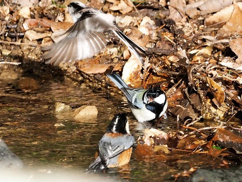 230212野鳥水浴び①