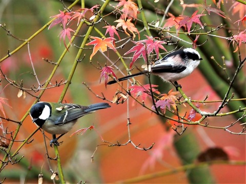 1203エナガとシジュウカラ