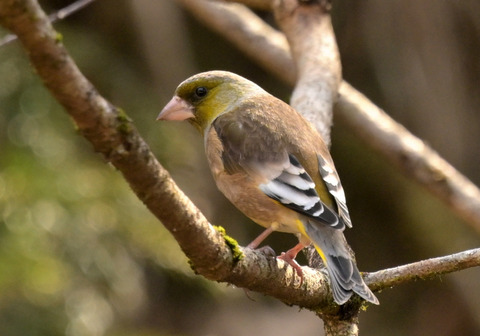 260219ｵｵｶﾜﾗﾋﾜ③