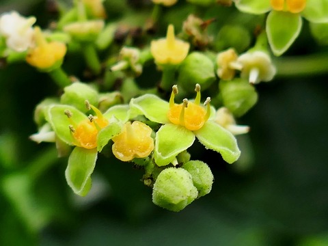 0907ﾔﾌﾞｶﾗｼ②