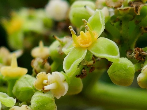 0907ﾔﾌﾞｶﾗｼ③